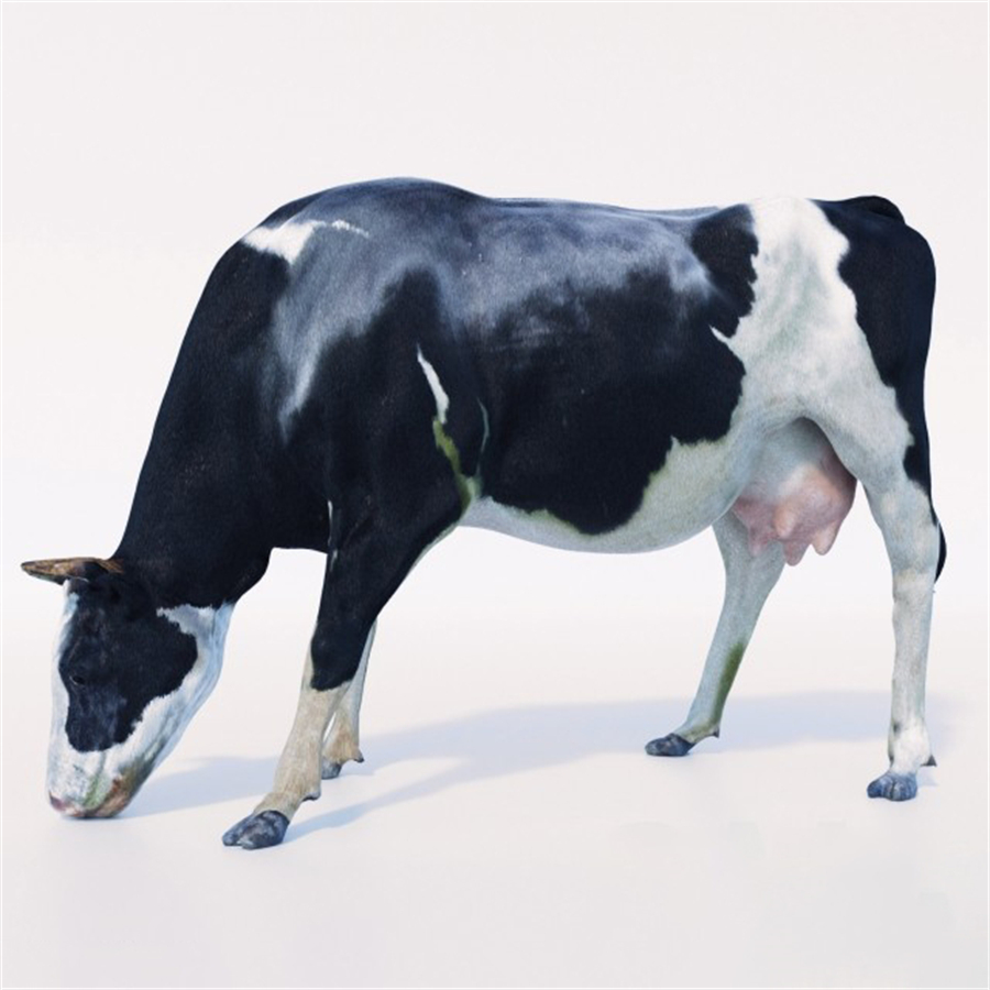 Cow